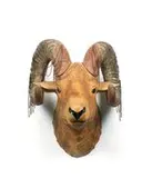 Akio Ohmori, Bighorn Sheep, 2007, Wood