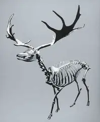 Kea Tsai, Toughness - Irish Elk, 2010, Acrylic on canvas