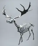 Kea Tsai, Toughness - Irish Elk, 2010, Acrylic on canvas