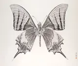 Zhang Yi Rong, Butterfly, 2014, Ink on paper