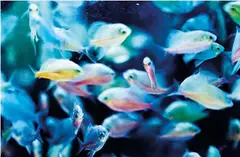 Mika Ninagawa, Fish Series, 2003, C-print mounted on plexiglas