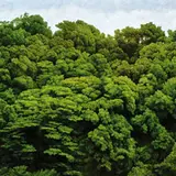 Yeh Tzu Chi, Yan-Ming Mountain in June