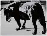 Daidō Moriyama, Stray Dog, Misawa