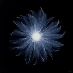 Nick Veasey, Dahlia Pablo B, 2014, Chromogenic print dibonded and mounded to aluminium, ed. 1/20