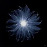 Nick Veasey, Dahlia Pablo B, 2014, Chromogenic print dibonded and mounded to aluminium, ed. 1/20