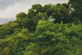 Yeh Tzu Chi, Qilian's Tree - Taipei