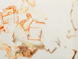 Kōhei Nawa, Untitled