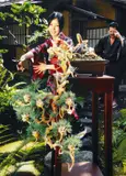 Ai-chan Bonsai (Pine) in the Garden by Ai Kato & Makoto Aida, 2008, Lambda print, edition no. 2/10, sold Dec 2009