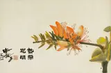 Shiy De-jinn, Tropical Blossom, 1981, Mounted scroll, ink and color on paper