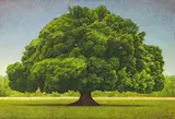 Yeh Tzu Chi, Big Banyan Tree