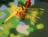 Cao Jingping, Yellow Dragonfly, 2004, Acrylic on canvas