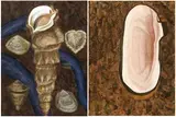 Yang Mao-lin, Yuanshan Memorandum (diptych)
