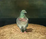 Yeh Tzu Chi, Pigeon in San Francisco