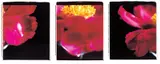 Caroline Yu Yin Chiu, Peony (triptych), 2006, Type-C print, numbered 1/10