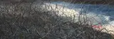 Grass Series by Zeng Fanzhi, 2007, Oil on canvas, sold Nov 2011