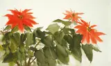 Shiy De-jinn, Christmas Flowers, 1976, Watercolor on paper