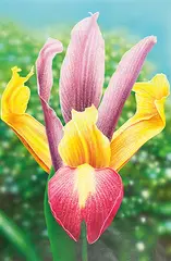 Hilo Chen, Flower Series, 1990, Acrylic and oil on paper