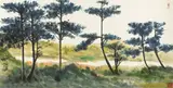 Shiy De-jinn, Casuarina Trees