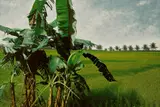 Huang Ming-chang, Green Paddies - Rice Field Series, 2006, Oil on canvas