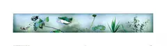 Hong Lei, I Dreamed of the Autumn Colors on the Shore at the Time of Emperor Huizong, 2000, Digital print on photographic paper, edition no. 9/10