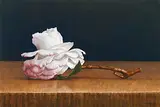 Yeh Tzu Chi, Tammia Camellia