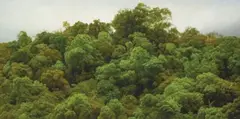 Yeh Tzu Chi, Mountain by Lao River, Hualien, 2013, Tempera and oil on linen