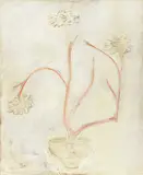 Sanyu, Potted White Peonies