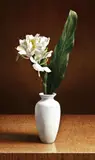 Yeh Tzu Chi, Ginger Lily
