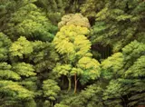 Yeh Tzu Chi, Trees in the Mountain