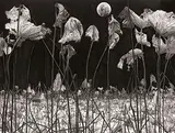 Chen Chien Fa, Quiet Night, 2012, Ink on paper
