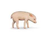 Yoshimasa Tsuchiya, Wild Boar