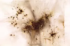 Cai Guo-Qiang, Furious Tiger Going Down a Mountain, 2005, Gunpowder on paper