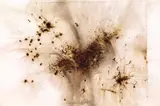 Cai Guo-Qiang, Furious Tiger Going Down a Mountain, 2005, Gunpowder on paper