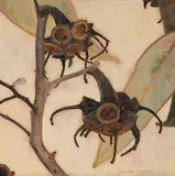 Cressida Campbell, Gumnuts 2008, 2008, watercolour on incised woodblock