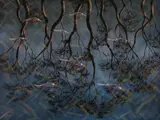 Lin Onus, Carp in Reflective Pond (1995), 1995, synthetic polymer paint on canvas
