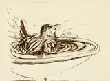 Brett Whiteley, Sparrow Bathing 1976, 1976, ink on paper
