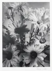 Olive Cotton, Shasta Daisies (1937, printed 1998), 1937, silver gelatin photograph