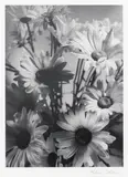 Olive Cotton, Shasta Daisies (1937, printed 1998), 1937, silver gelatin photograph