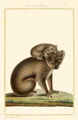 Koala and Joey (circa 1826) by Antoine-Charles Vauthier, 1826, watercolour and gouache on paper, sold Apr 2025