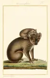 Antoine-Charles Vauthier, Koala and Joey (circa 1826), 1826, watercolour and gouache on paper