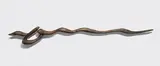 Bronwyn Oliver, Tide (2000), 2000, copper