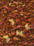 Lin Onus, Butterflies and Rocks (1993)