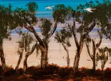 Albert Tucker, Bush and Cockatoos 1967, 1967, synthetic polymer paint on composition board