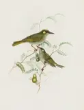 Henry Constantine Richter, Yellow-Spotted Honeyeater (Ptilotis Notata), watercolour and pencil heightened with bodycolour and gum Arabic on paper