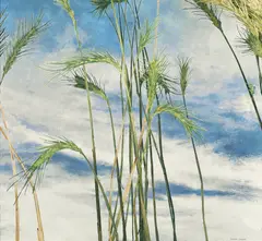 Cressida Campbell, Wheat Fronds and Sky (2016), 2016, hand painted unique woodblock print on paper
