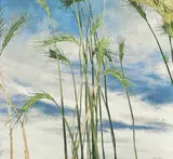 Cressida Campbell, Wheat Fronds and Sky (2016)