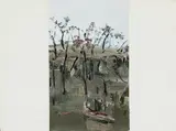 Fred Williams, After Bushfire (1969), 1969, gouache on paper