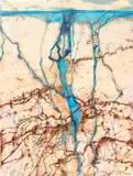 John Olsen, Warburton River Groove 2011