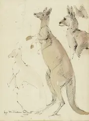 William Strutt, Kangaroos from an Australian Sketch Book (1850-1862), 1850-1862, watercolour and pencil on paper