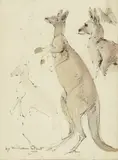 William Strutt, Kangaroos from an Australian Sketch Book (1850-1862), 1850-1862, watercolour and pencil on paper